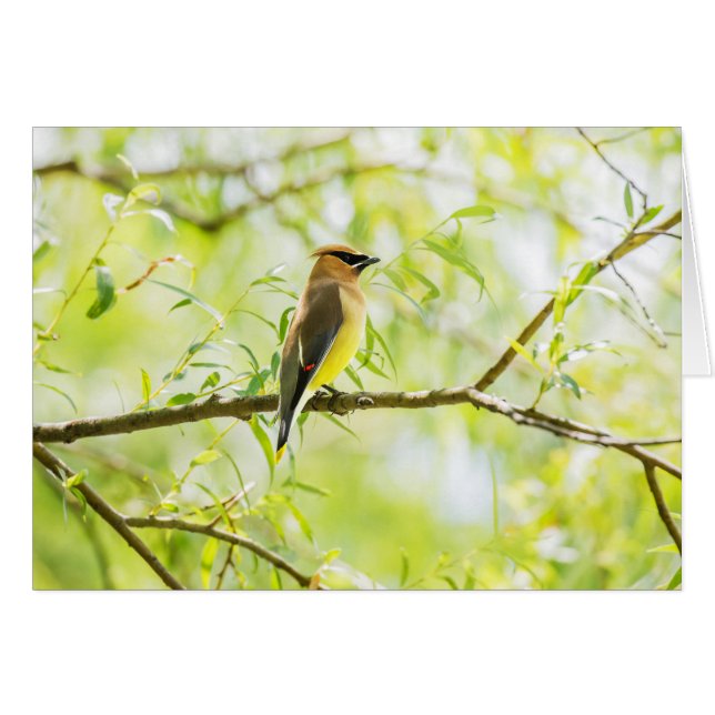 Cedar Waxwing (Vorderseite (Horizontal))