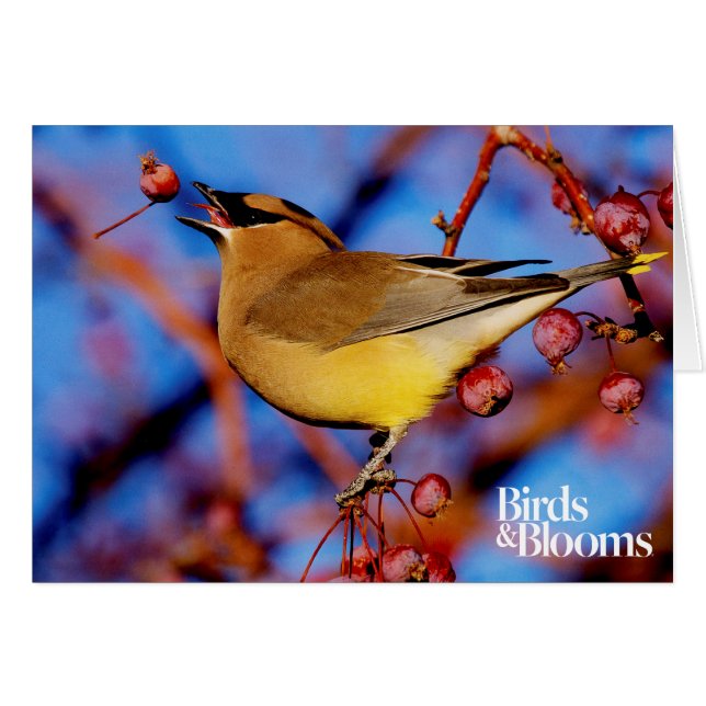 Cedar Waxwing (Vorderseite (Horizontal))