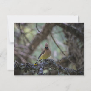 Cedar Waxwing auf einem Zweig Postkarte