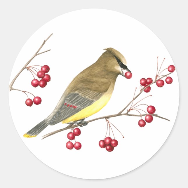 Cedar Waxwing Bird Art Sticker (Vorderseite)