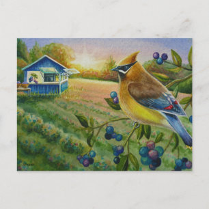 Cedar Waxwing Bird Blueberge Farm Kunst, Dichtung  Postkarte