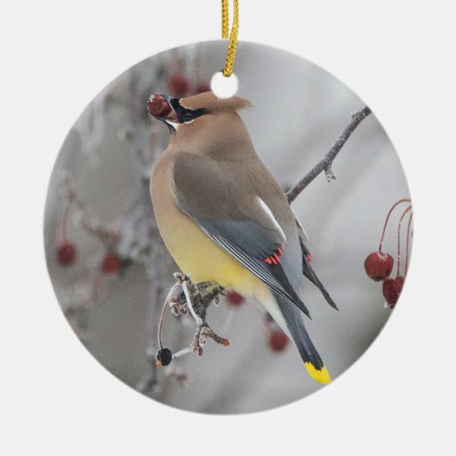 Cedar Waxwing Eating Berries Ornament (Vorne)