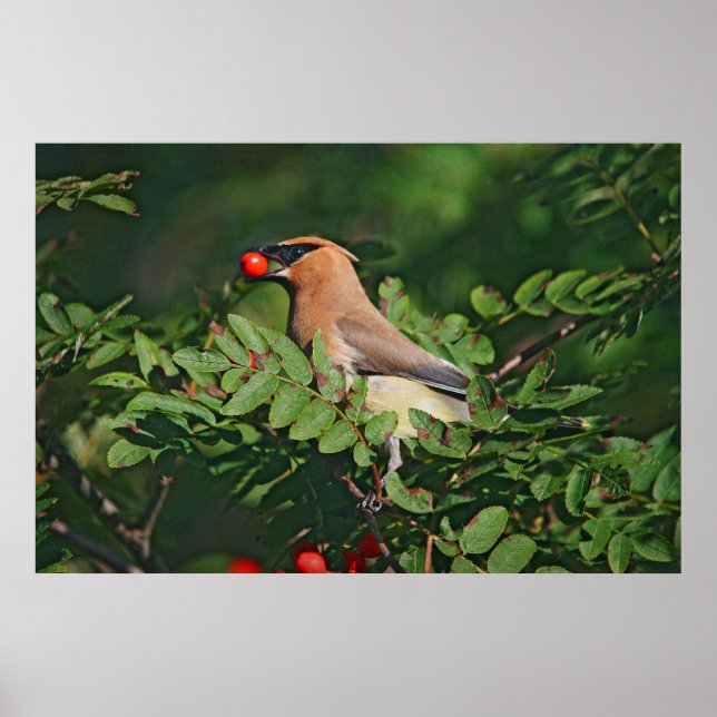Cedar Waxwing Eating Mountain Ash Berry Poster (Vorne)
