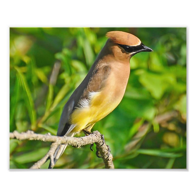 Cedar Waxwing Foto Print (Vorne)