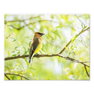 Cedar Waxwing Fotodruck