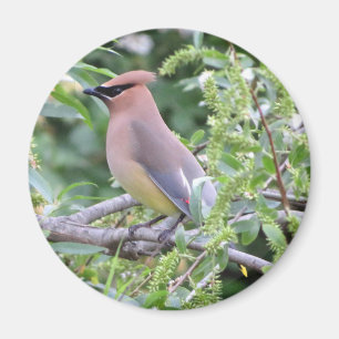 Cedar Waxwing Magnet