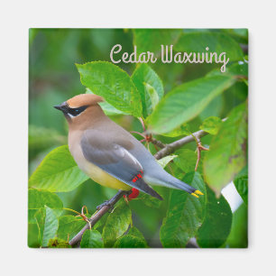 Cedar Waxwing Magnet