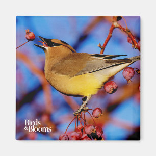 Cedar Waxwing Magnet