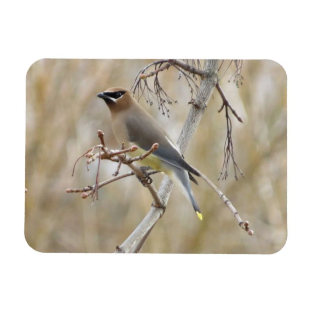 Cedar Waxwing Magnet (Horizontal)