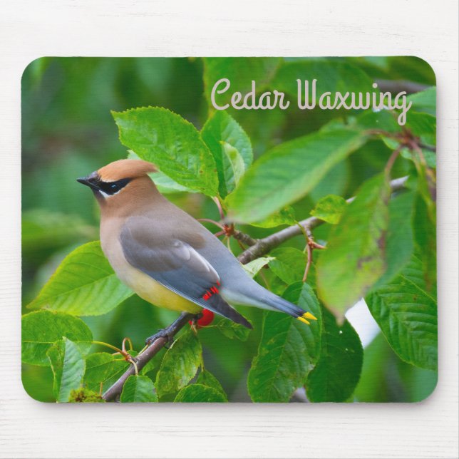 Cedar Waxwing Mousepad (Vorne)
