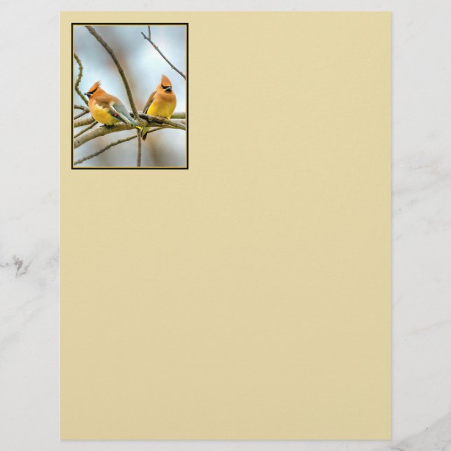Cedar Waxwing - Original Foto (Vorderseite)