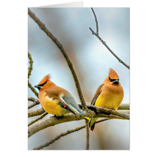 Cedar Waxwing - Original Foto (Vorne)
