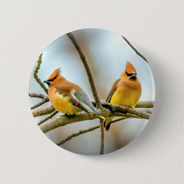 Cedar Waxwing - Original Foto Button (Vorderseite)