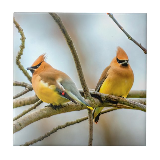 Cedar Waxwing - Original Foto Fliese (Vorderseite)