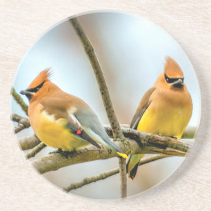Cedar Waxwing - Original Foto Getränkeuntersetzer