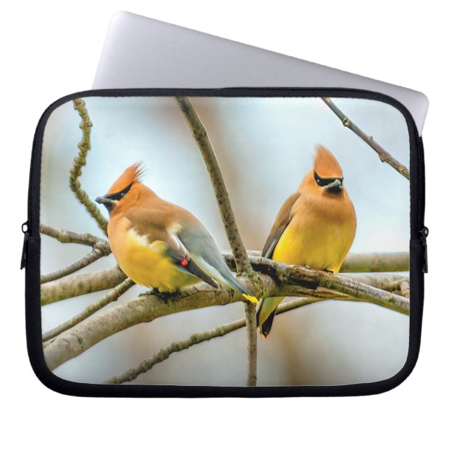 Cedar Waxwing - Original Foto Laptopschutzhülle (Vorderseite)