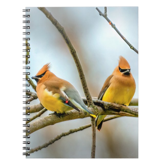 Cedar Waxwing - Original Foto Notizblock (Vorderseite)