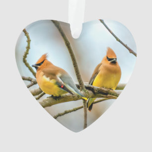 Cedar Waxwing - Original Foto Ornament