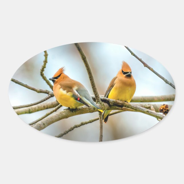 Cedar Waxwing - Original Foto Ovaler Aufkleber (Vorderseite)