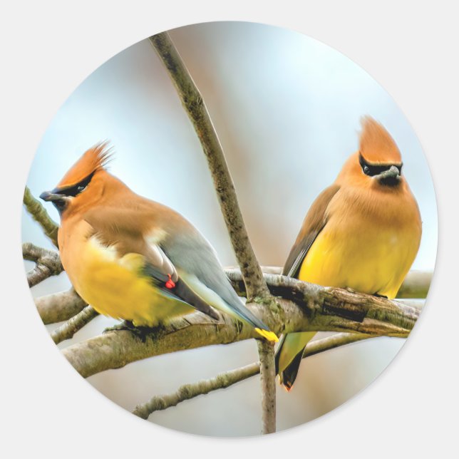 Cedar Waxwing - Original Foto Runder Aufkleber (Vorderseite)