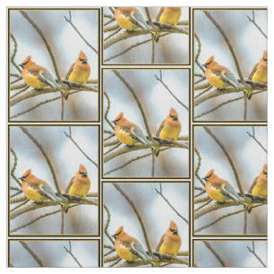 Cedar Waxwing - Original Foto Stoff