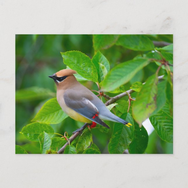 Cedar Waxwing Postcard Postkarte (Vorderseite)