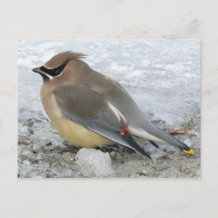 Cedar Waxwing Postcard Postkarte