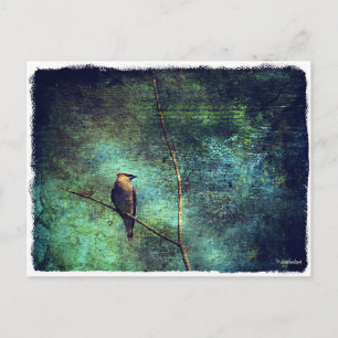 Cedar Waxwing Postkarte