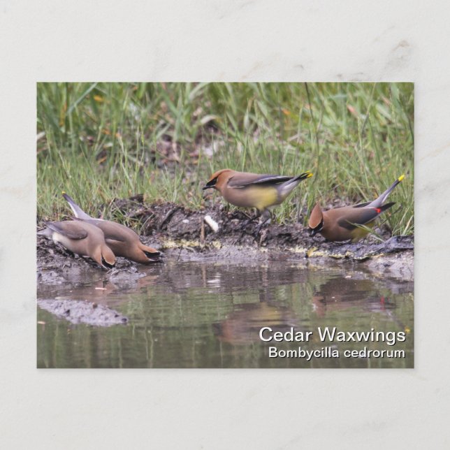 Cedar Waxwing Postkarte (Vorderseite)