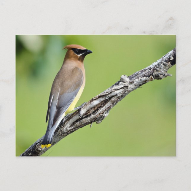 Cedar Waxwing Postkarte (Vorderseite)