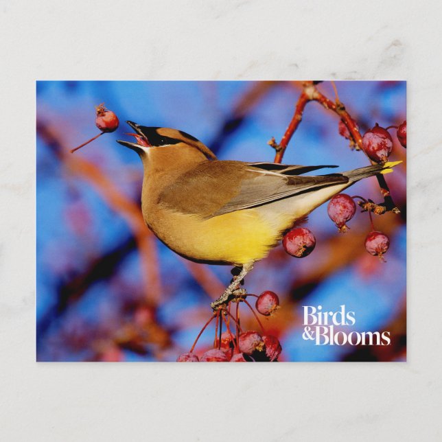 Cedar Waxwing Postkarte (Vorderseite)