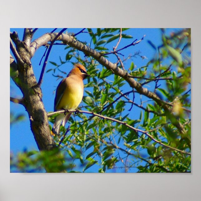 Cedar Waxwing Print Poster (Vorne)