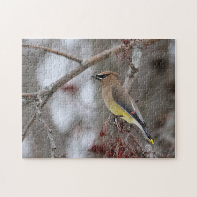 Cedar Waxwing Puzzle (Horizontal)