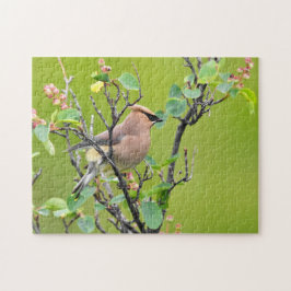 Cedar Waxwing Puzzle