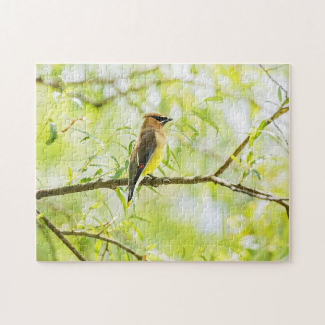 Cedar Waxwing Puzzle (Horizontal)