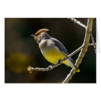 Cedar Waxwing Songbird Original Wild Bird Foto