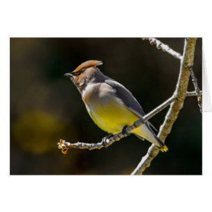 Cedar Waxwing Songbird Original Wild Bird Foto