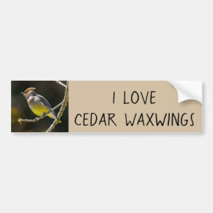 Cedar Waxwing Songbird Original Wild Bird Foto Autoaufkleber