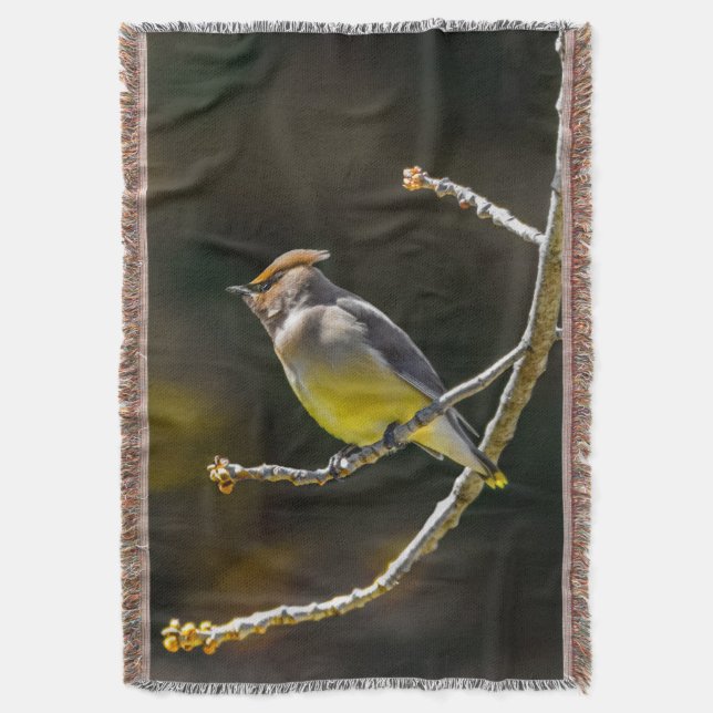 Cedar Waxwing Songbird Original Wild Bird Foto Decke (Vorderseite Vertikal)