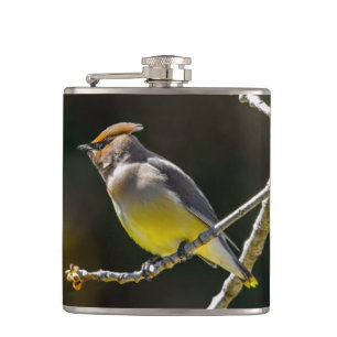 Cedar Waxwing Songbird Original Wild Bird Foto Flachmann