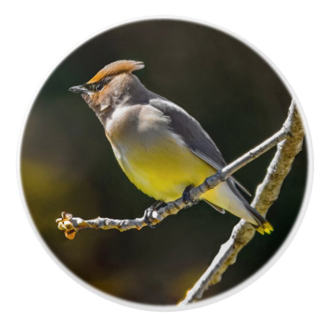 Cedar Waxwing Songbird Original Wild Bird Foto Keramikknauf (Vorderseite)