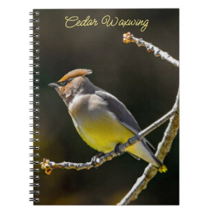 Cedar Waxwing Songbird Original Wild Bird Foto Notizblock