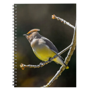 Cedar Waxwing Songbird Original Wild Bird Foto Notizblock