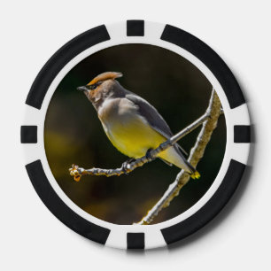 Cedar Waxwing Songbird Original Wild Bird Foto Pokerchips