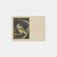 Cedar Waxwing Songbird Original Wild Bird Foto
