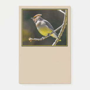 Cedar Waxwing Songbird Original Wild Bird Foto Post-it Klebezettel