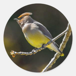 Cedar Waxwing Songbird Original Wild Bird Foto Runder Aufkleber
