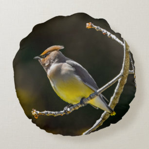 Cedar Waxwing Songbird Original Wild Bird Foto Rundes Kissen