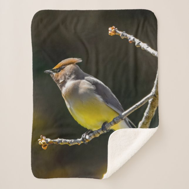 Cedar Waxwing Songbird Original Wild Bird Foto Sherpadecke (Vorderseite)