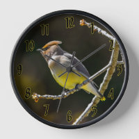 Cedar Waxwing Songbird Original Wild Bird Foto